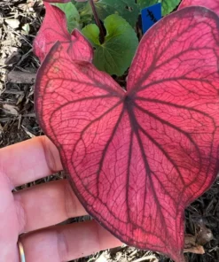 Desert Sunset Caladium Bulbs - Salmon Crimson Perennial Plant