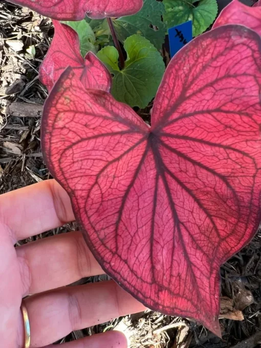 Desert Sunset Caladium Bulbs - Salmon Crimson Perennial Plant