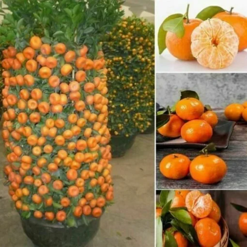 Dwarf Orange Bonsai Tree Seeds - 20 Seeds