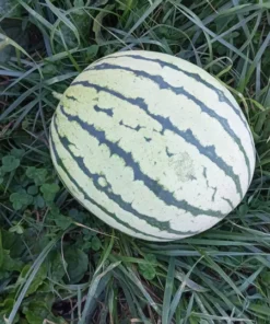 Early Moonbeam Watermelon (Citrullus lanatus) Open-pollinated (30 seeds)