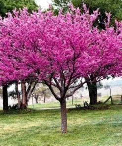 Eastern Redbud Tree in Quart Container – Rosy Pink Blossoms for Zones 4-9