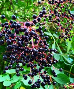 Elderberry Plant Quart Container – Sambucus Canadensis for Zones 3-8