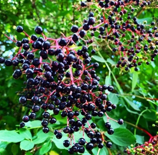 Elderberry Plant Quart Container – Sambucus Canadensis for Zones 3-8