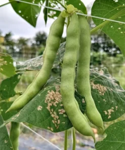 Fat Horse Heirloom Bean Seeds (30 Seeds)