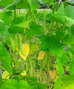 Fat Man Pole Bean (30 Seeds)