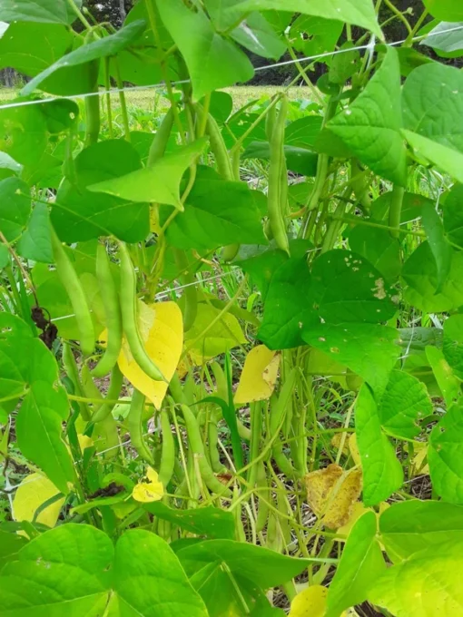 Fat Man Pole Bean (30 Seeds)