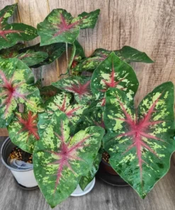 Flatter Me Caladium Bulbs (2 Bulbs) – Mottled Green and Crimson Leaves