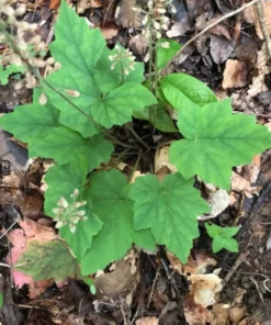 Foam Flower 3 Bare Root Tiarella Cordifolia with White Pink Blooms for Shade