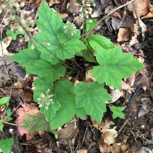 Foam Flower 3 Bare Root Tiarella Cordifolia with White Pink Blooms for Shade