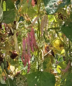 Frank Barnett Cut-short Heirloom Bean Seeds