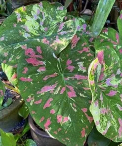 Freckles Caladium Bulbs (2 Pack) – Medium-Sized Leaves with Green and Red Hues