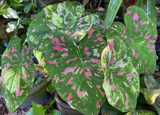 Freckles Caladium Bulbs (2 Pack) – Medium-Sized Leaves with Green and Red Hues