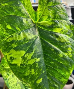 Frog in a Blender Caladium Bulbs - Green Chartreuse Red Perennial Plant