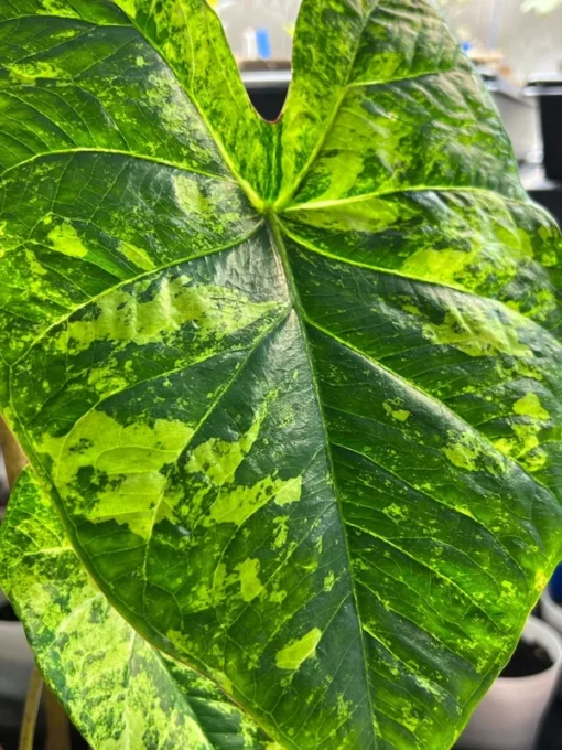 Frog in a Blender Caladium Bulbs - Green Chartreuse Red Perennial Plant