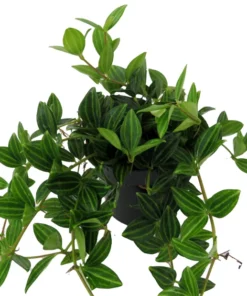 Funky Frog Peperomia Angulata 4" Pot Tropical Houseplant with Glossy Green Leaves