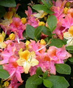 Garden Rainbow Azaleas Plant Live in 4 Inch Pot Rhododendron Azalea Shrubs Rainbow Azalea Flower Plant Azaleas in Pot Tricolor Flower Ornamental Shrubs Flowering Shrubs