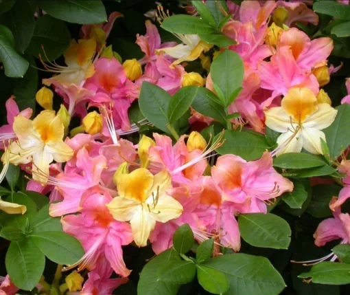 Garden Rainbow Azaleas Plant Live in 4 Inch Pot Rhododendron Azalea Shrubs Rainbow Azalea Flower Plant Azaleas in Pot Tricolor Flower Ornamental Shrubs Flowering Shrubs