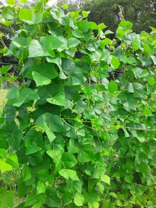 Genuine Cornfield Heirloom Pole Bean Seeds