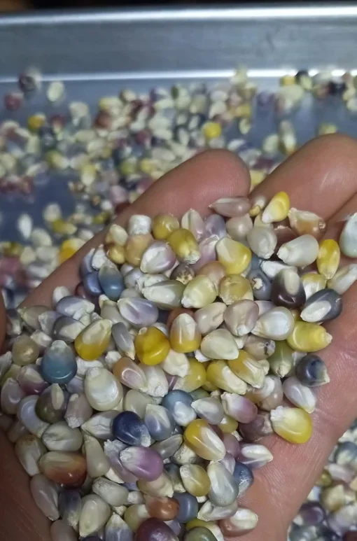 Glass Gem Open-pollinated Corn Seeds