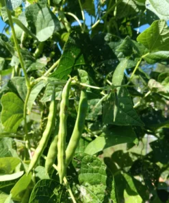 Grady Bailly Greasy Cut-short Bean (30 Seeds)