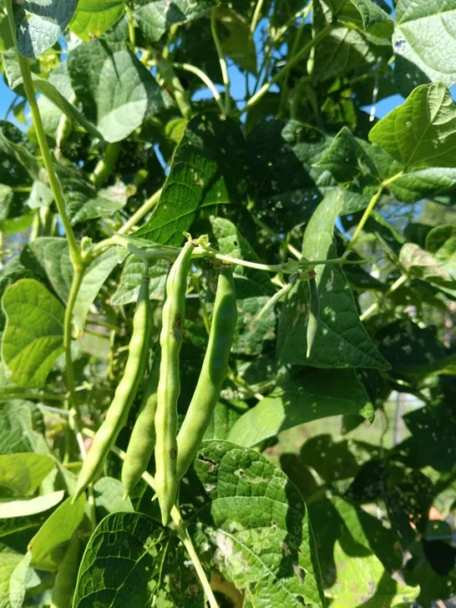 Grady Bailly Greasy Cut-short Bean (30 Seeds)