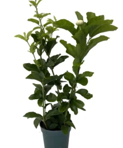 Grand Duke of Tuscany Arabian Jasmine Plant Triple Bloom 4