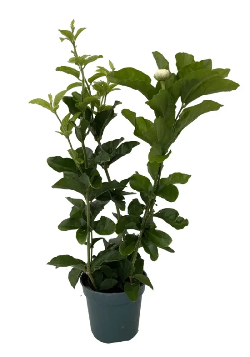 Grand Duke of Tuscany Arabian Jasmine Plant Triple Bloom 4" Pot Fragrant Houseplant