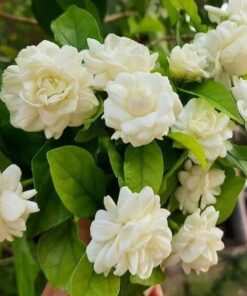 Live Grand Duke of Tuscany Jasmine Plant 8 to 16 Inches Tall in 4 Inches Pot Arabian Jasmine Plant Jasminum Sambac Fragrant Jasmine Flower Plant Double Flower Plant Jasmine Plant Pot Indoor Outdoor