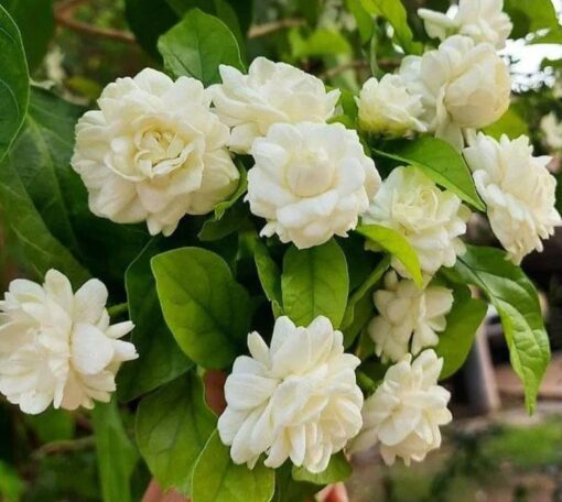 Live Grand Duke of Tuscany Jasmine Plant 8 to 16 Inches Tall in 4 Inches Pot Arabian Jasmine Plant Jasminum Sambac Fragrant Jasmine Flower Plant Double Flower Plant Jasmine Plant Pot Indoor Outdoor