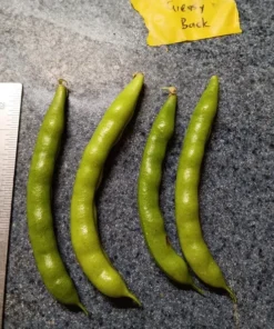 Greasy Back Heirloom Bean (30 Seeds)