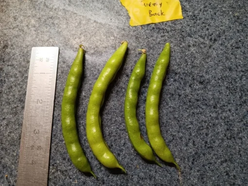 Greasy Back Heirloom Bean (30 Seeds)