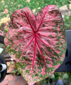 Gypsy Rose Caladium Bulbs (2 Pack) – Green Leaves with Red Veins and Pink Blotches