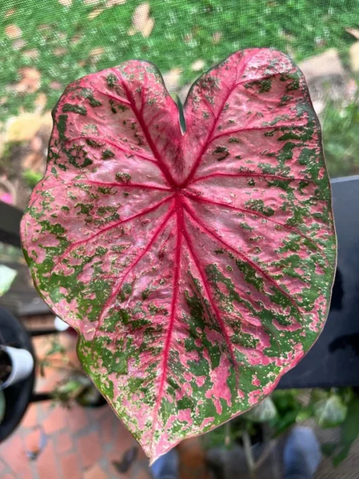 Gypsy Rose Caladium Bulbs (2 Pack) – Green Leaves with Red Veins and Pink Blotches