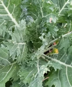 Hen Peck Heirloom Collards (1 g Seeds)