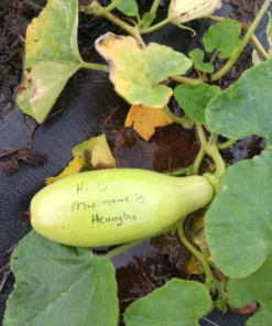 Heungbu Summer Squash (Korean 