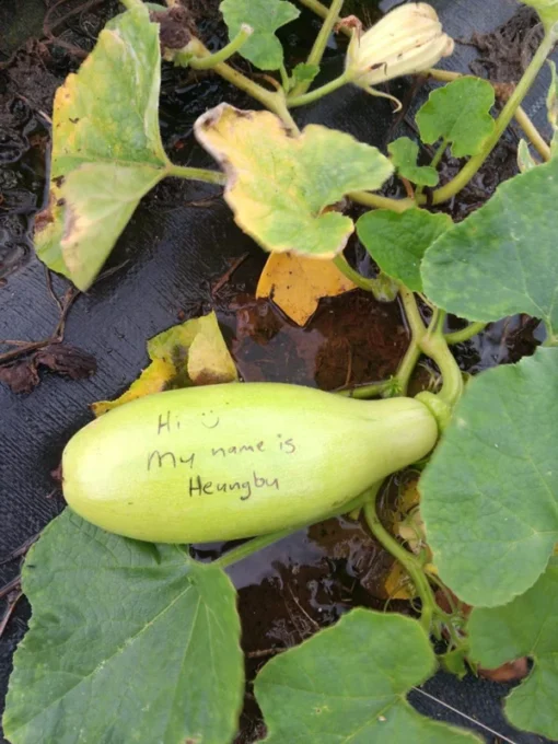 Heungbu Summer Squash (Korean "Aehobak" 애호박) C. moschata Vine Borer Resistant Open-pollinated (20 seeds)