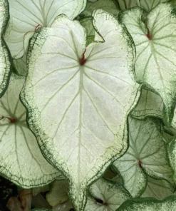 High Society Caladium Bulbs (2 Pack) – White Leaves with Green Veins