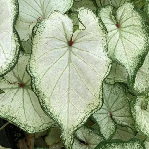 High Society Caladium Bulbs (2 Pack) – White Leaves with Green Veins