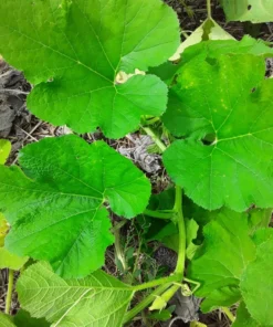 Homs Kousa Summer Squash Heirloom Open-pollinated