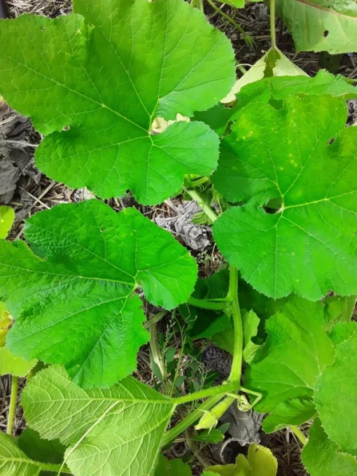 Homs Kousa Summer Squash Heirloom Open-pollinated