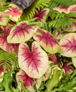 Lemon Blush Caladium Bulbs (2 Bulbs) – Magenta and Lime-Green Foliage