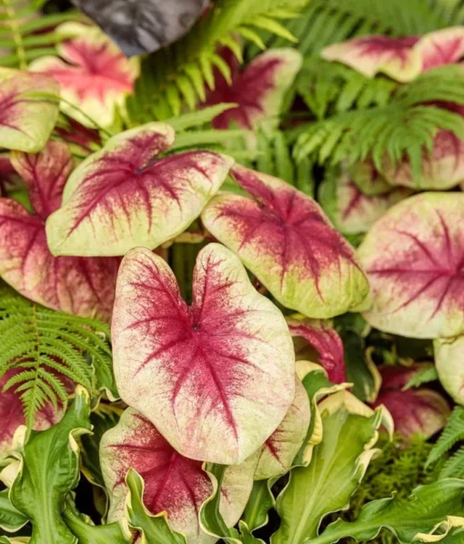 Lemon Blush Caladium Bulbs (2 Bulbs) – Magenta and Lime-Green Foliage