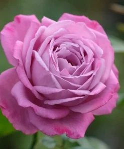 Light Pink Rose Seeds, 50 Seeds