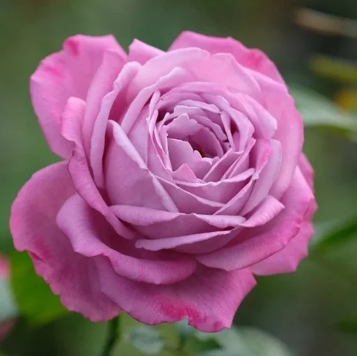 Light Pink Rose Seeds, 50 Seeds