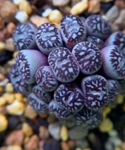 Lithops Rare Living Stones Plants Cactus Home Plantnes Plants Cactus Home Plant Succulent 50 Seeds