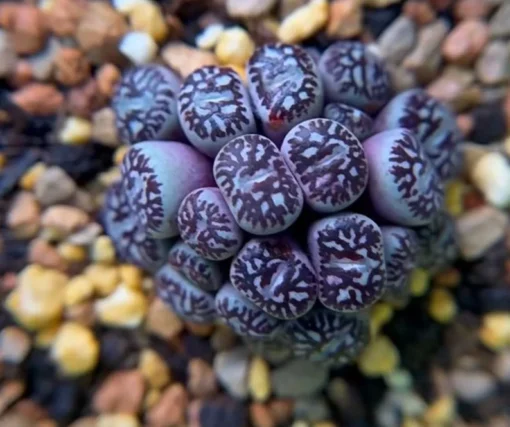 Lithops Rare Living Stones Plants Cactus Home Plantnes Plants Cactus Home Plant Succulent 50 Seeds