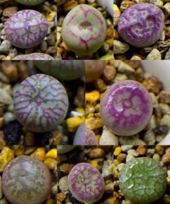 Lithops Rare Living Stones Plants Cactus Succulent Home Plantnes Plants Cactus Home Plant 50 Seeds