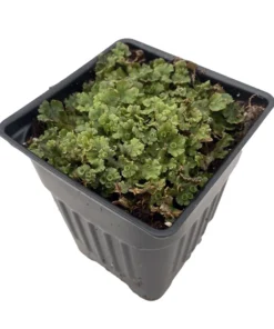 Liverwort Fossil Plant 4" Pot Perfect for Fairy Gardens and Terrariums Prehistoric Plant