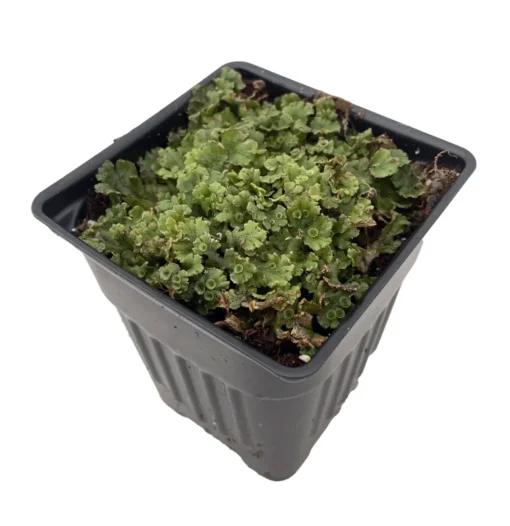 Liverwort Fossil Plant 4" Pot Perfect for Fairy Gardens and Terrariums Prehistoric Plant