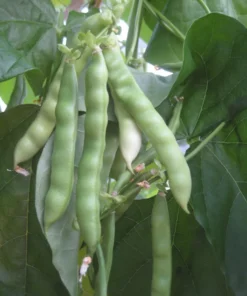 Logan County Greasy Cut-short Heirloom Bean